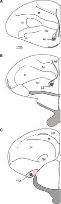 Activation of the Nucleus Taeniae of the Amygdala by Umami Taste in Domestic Chicks (Gallus gallus)